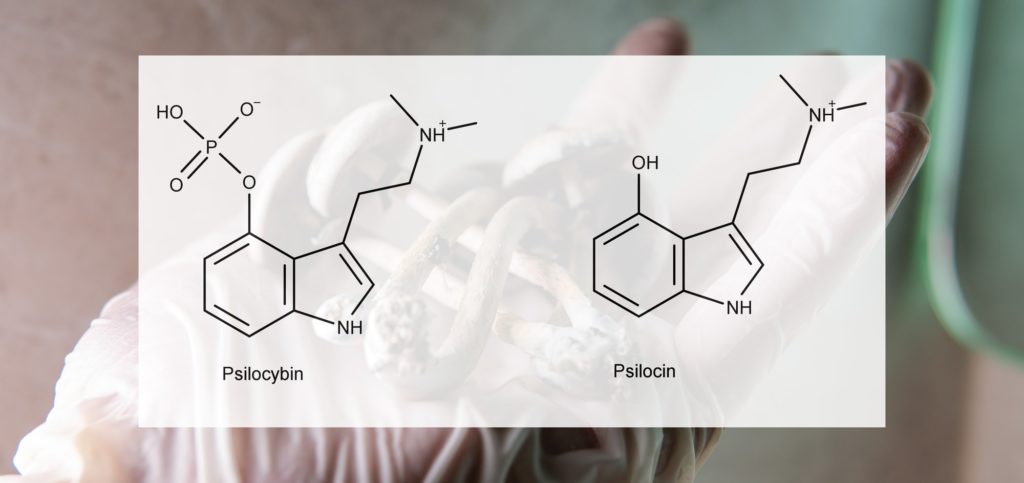 the influence of psilocybin and psilocyb on the physical and emotional state of a person