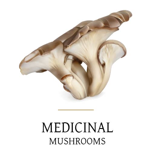 Medicinal Mushrooms