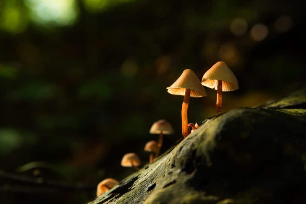 Mushrooms