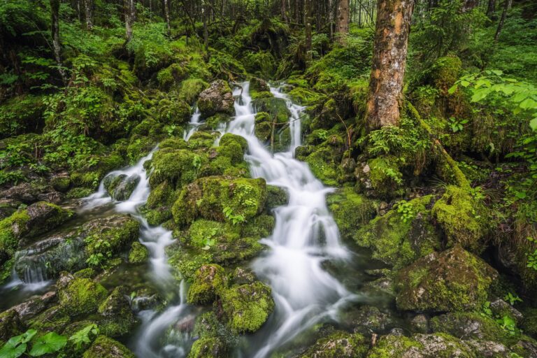 Stream in forest in Ramsau Berchtesgaden Bavaria, Germany, Europe