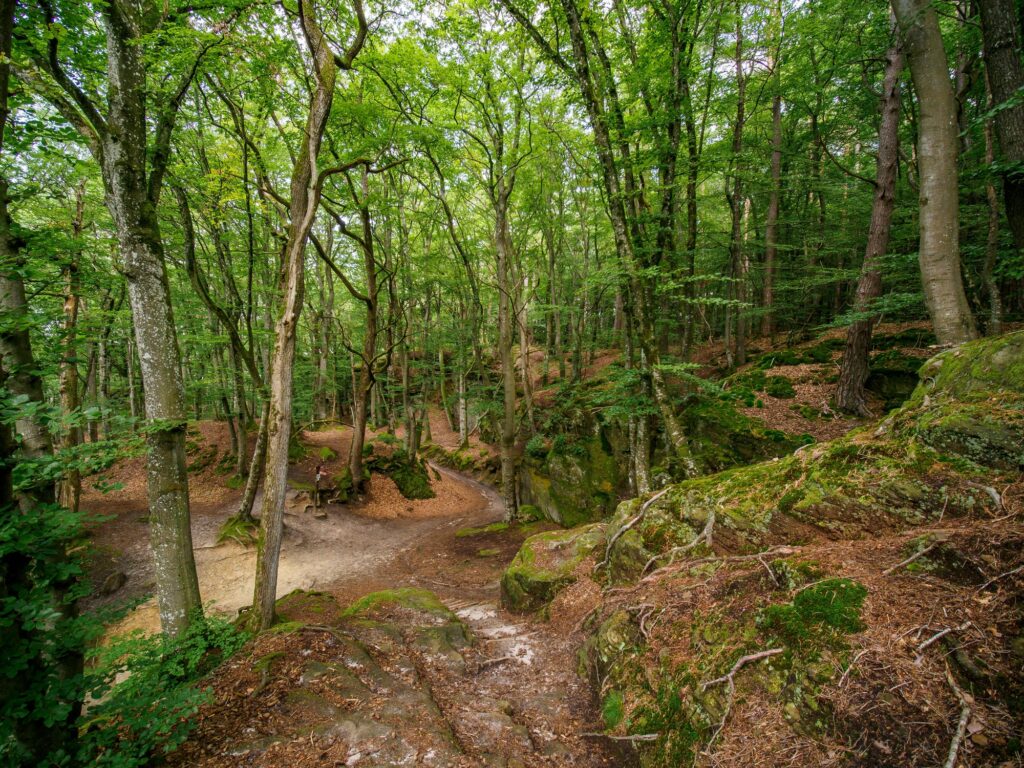 Berdorf forest in summer