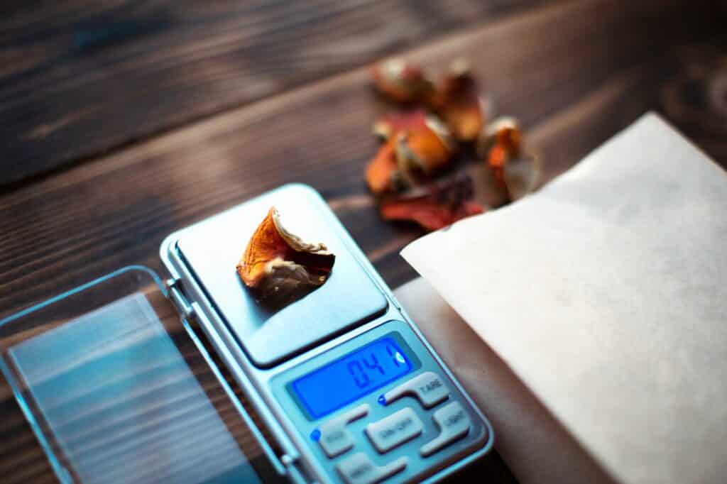 Dried pieces of mushroom fly agaric on table with scales. Measurement of microdose