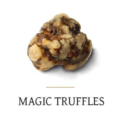 Psilocybine Truffels