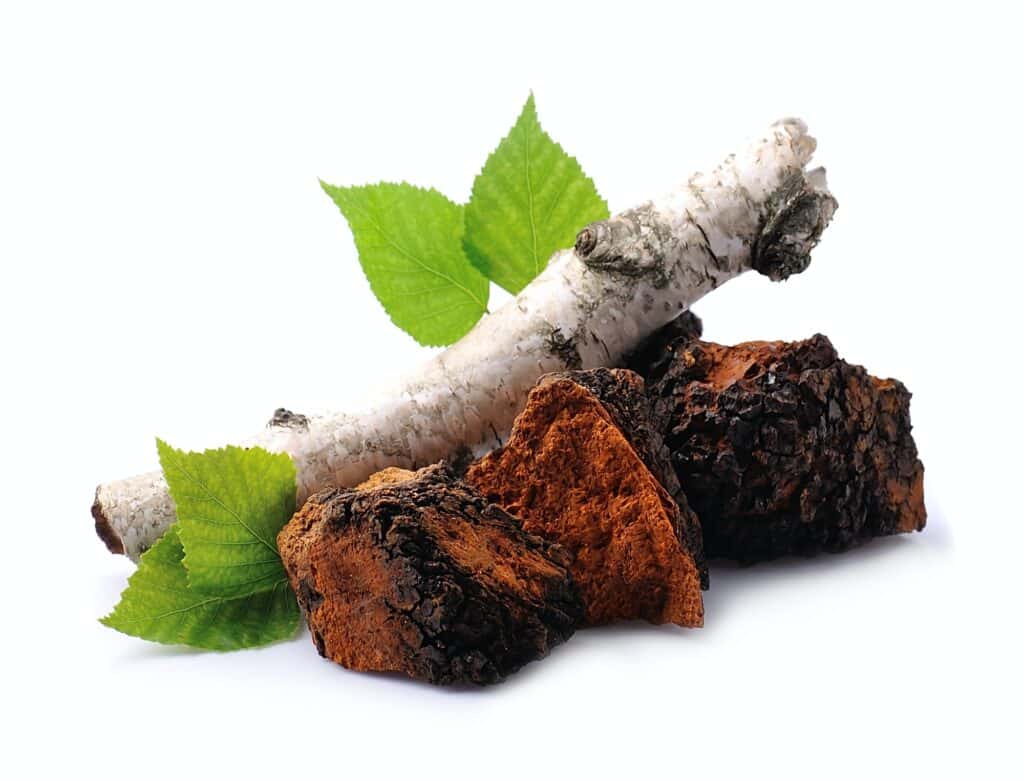 Chaga mushroom