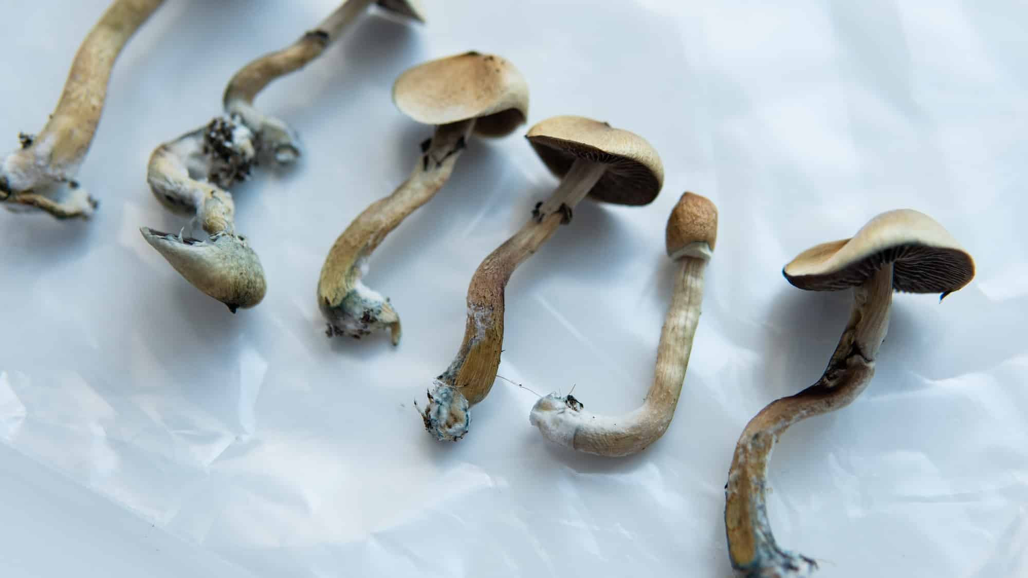 medical research on psilocybin mushrooms for mental health treatment