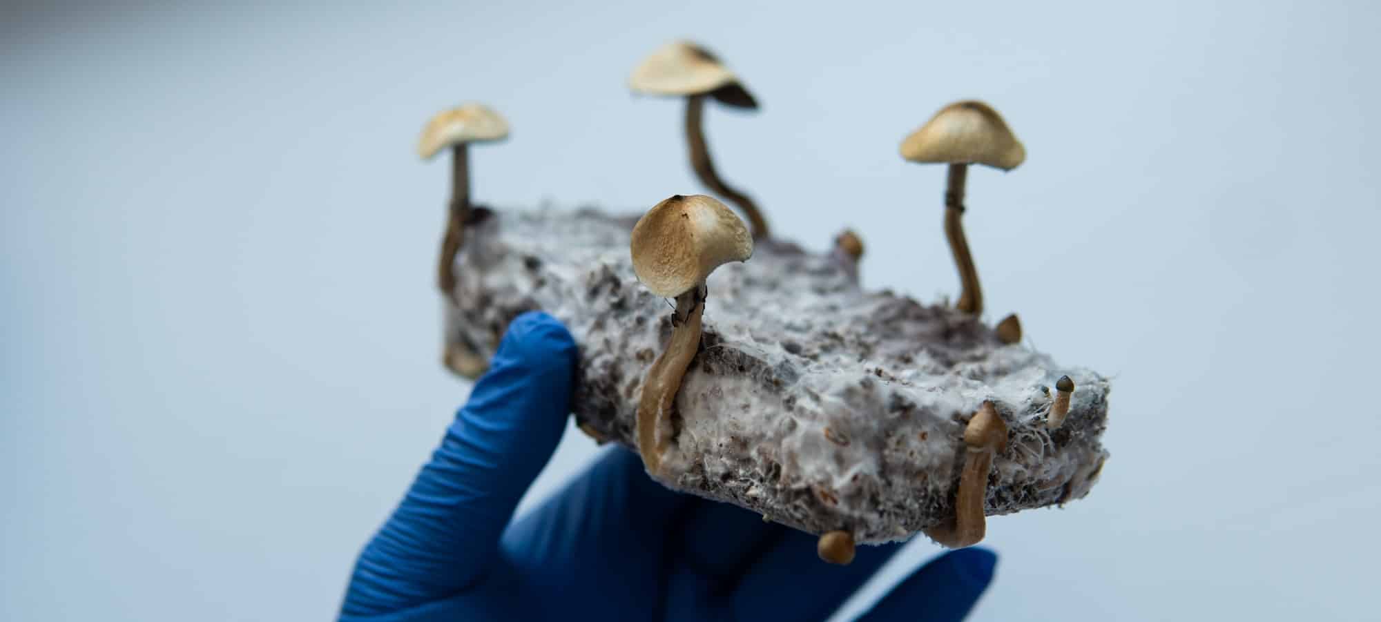 medical research on psilocybin mushrooms for mental health treatment