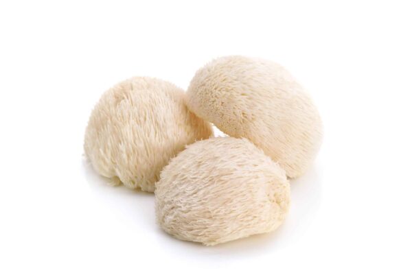 Lion’s Mane (Hericium Erinaceus)  Growkit XL - Afbeelding 2