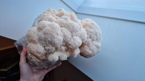 Lion’s Mane (Hericium Erinaceus)  Growkit XL - Afbeelding 3