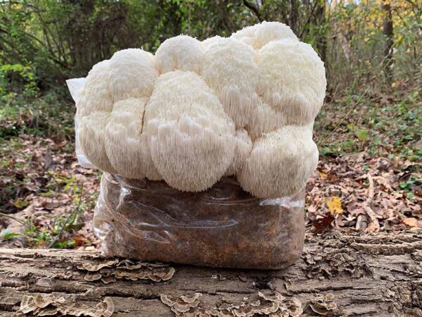 Lion’s Mane (Hericium Erinaceus)  Growkit XL