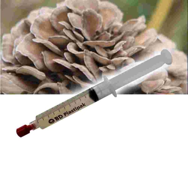 Maitake (Grifola frondosa) Jeringa de cultivo líquido - 20 ML