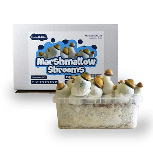 Marshmallow Shrooms Growkit - Afbeelding 2