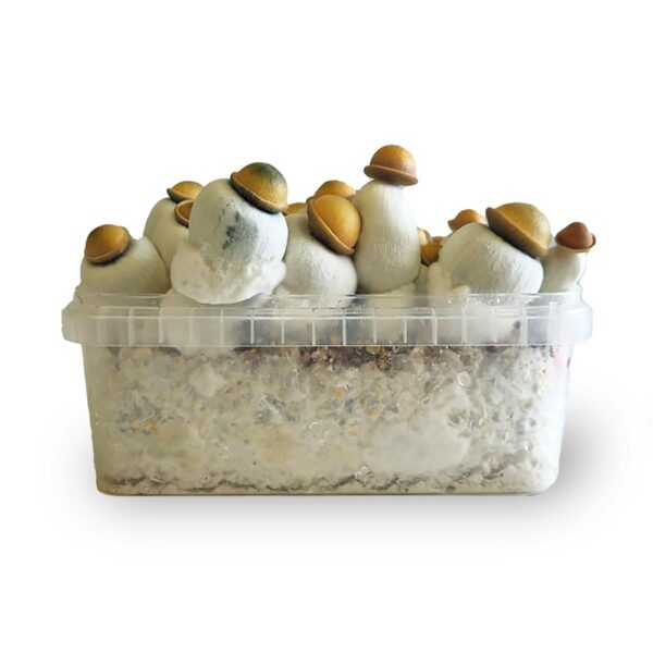 Marshmallow Shrooms Growkit