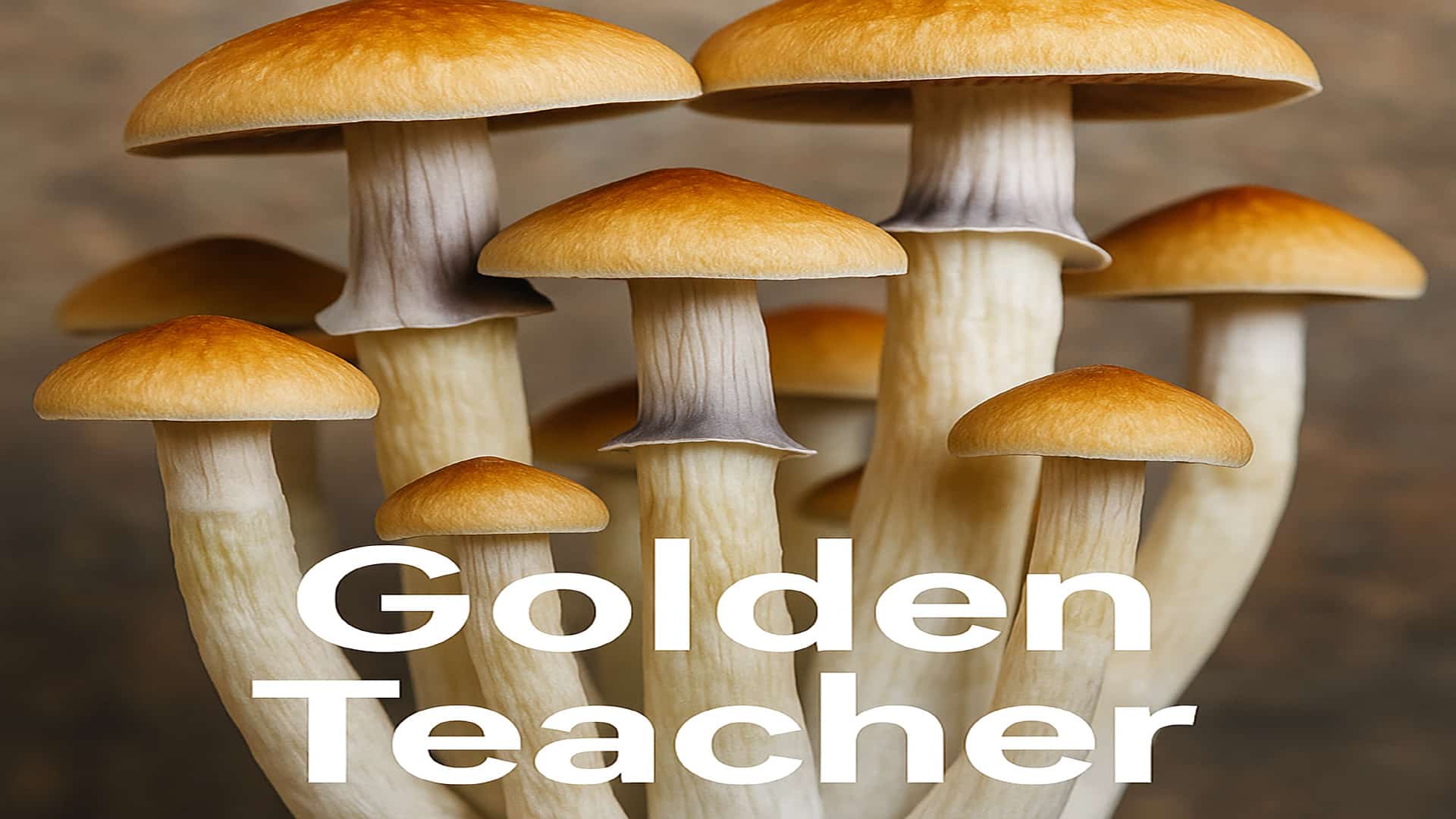 golden teacher psechedlische paddenstoelen