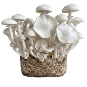 Sac de culture de champignons XL Leucistic JMF (Jedi Mind Fuck)