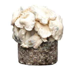 Jack Frost XL Mushroom Grow Bag